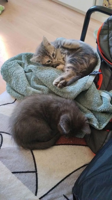 Adopter Wata et Akari