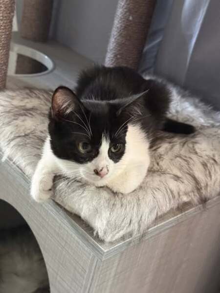 Adopter Belinda