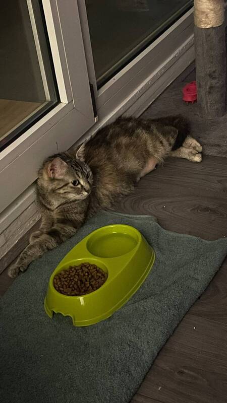 Adopter Fricassée