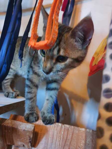 Adopter Bois d'Inde