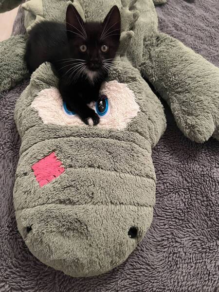 Adopter Fiona