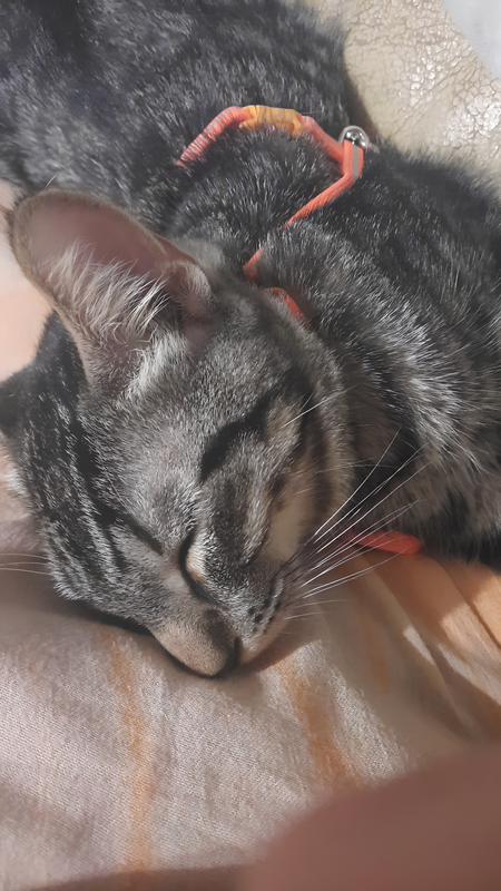 Adopter Baya