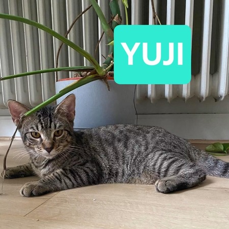 Adopter Yuji et Megumi Duo