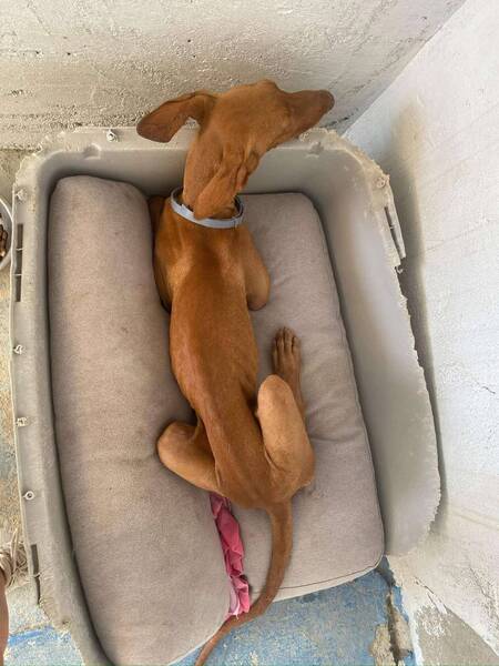 Adopter Iggy