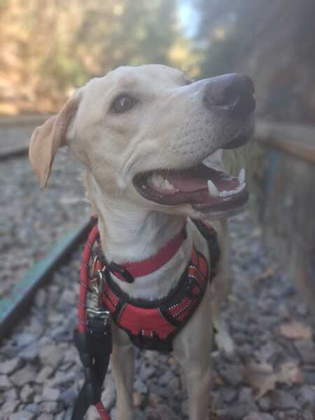 Adopter Star