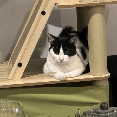 Adopter Agathe
