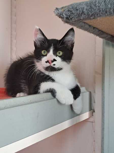 Adopter MENTHE