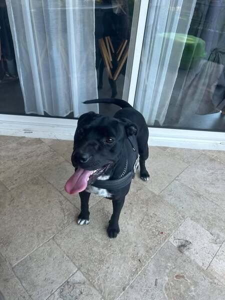 Adopter Arko