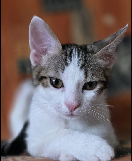 Adopter LILITH