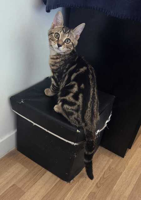Adopter Milo