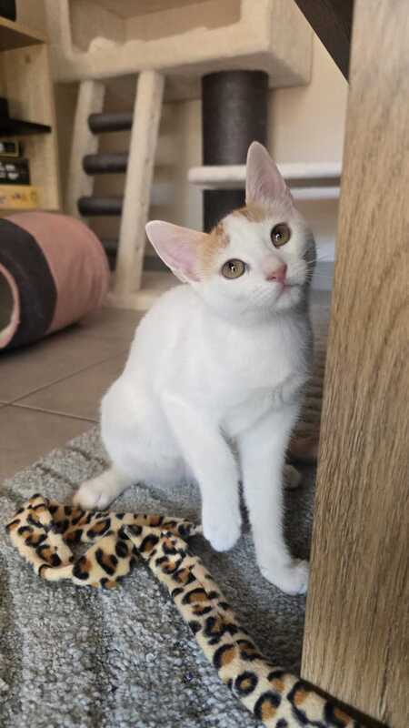 Adopter Bernard