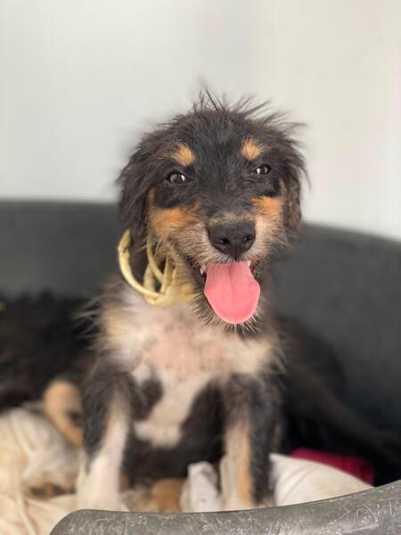 Adopter Levante 