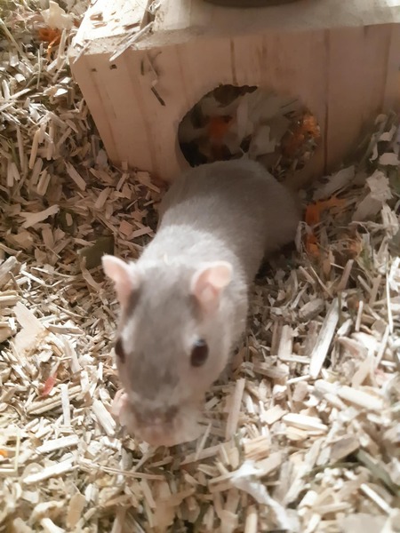 Adopter Blue et Delta