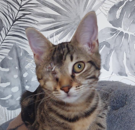 Adopter LEYKO