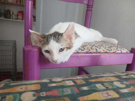 Adopter KITTY