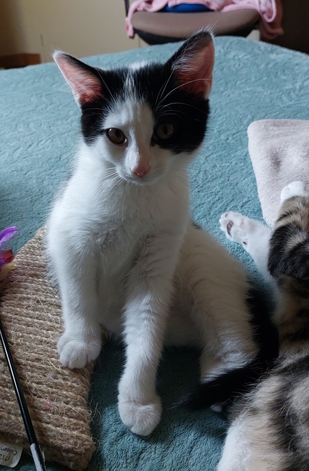 Adopter Billy