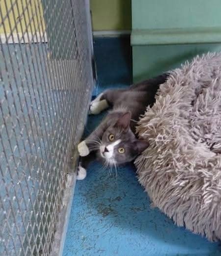 Adopter Gary