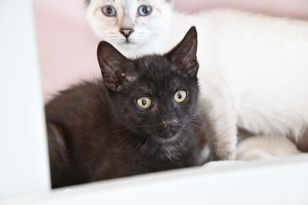 Adopter DIABOLO