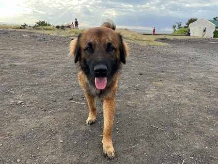 Adopter Sira