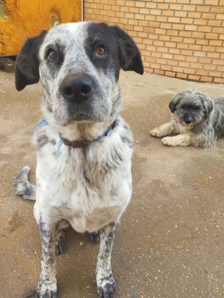 Adopter Yala