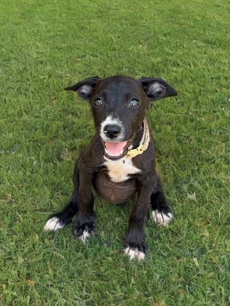 Adopter Ayko