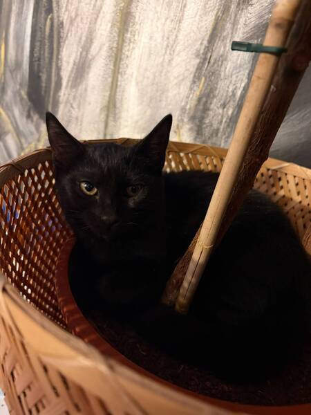 Adopter Zola