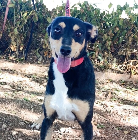 Adopter Estrella