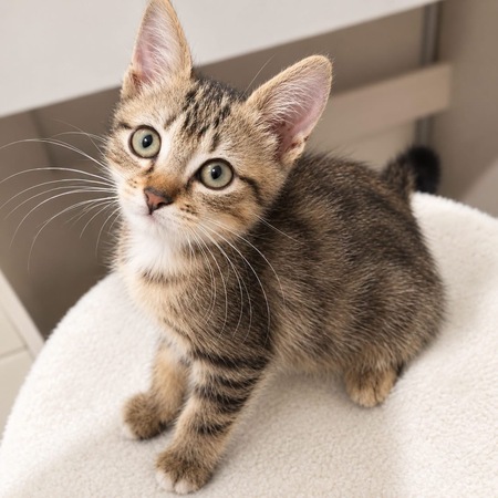 Adopter Rosie