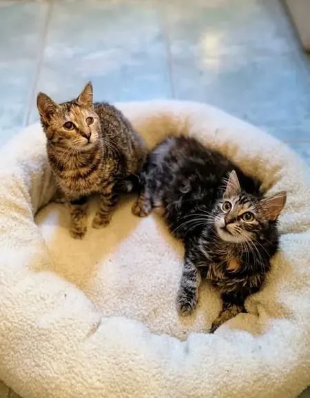Adopter Mirabelle et Funny