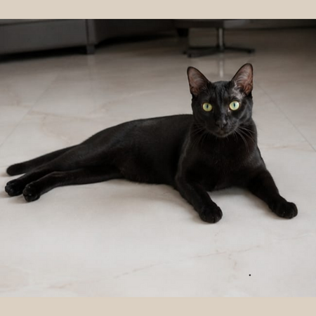 Adopter Bowie 