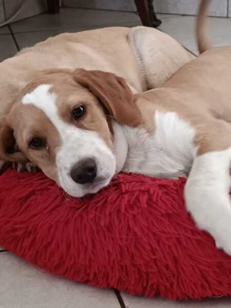 Adopter Teddy