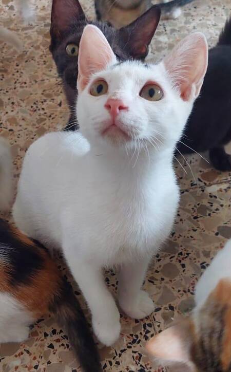 Adopter SUGAR