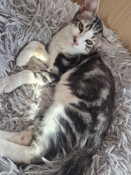 Adopter Berry