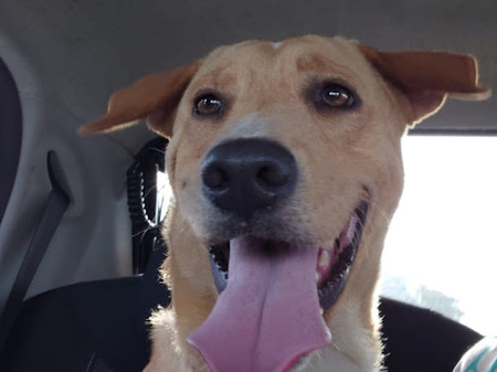 Adopter Kiko