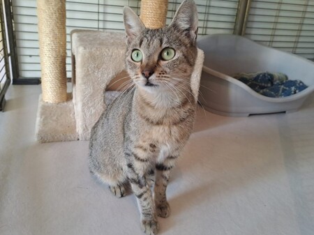 Adopter Bessy