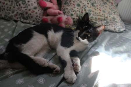 Adopter BLOUME