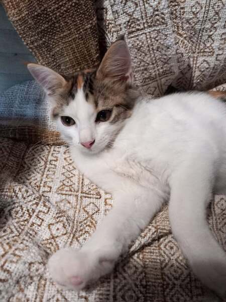 Adopter ASHLEY & IRENA