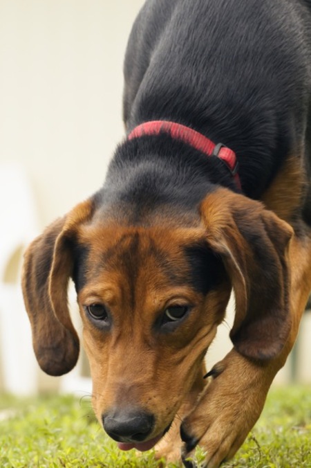 Adopter Louna