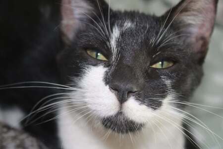Adopter BLOUME