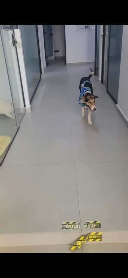 Adopter Alba