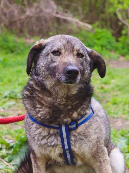 Adopter Marmishka