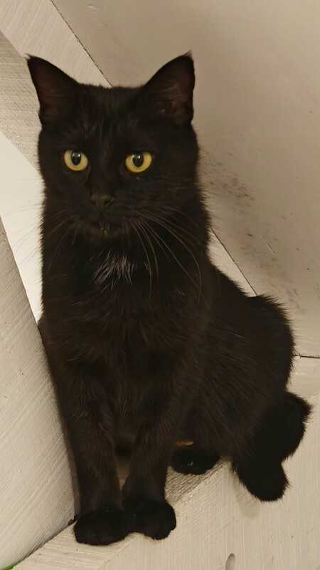 Adopter Cancoillotte 