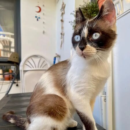 Adopter Mulan