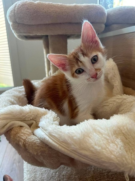 Adopter Koby