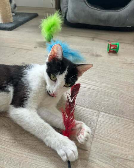 Adopter Buffy
