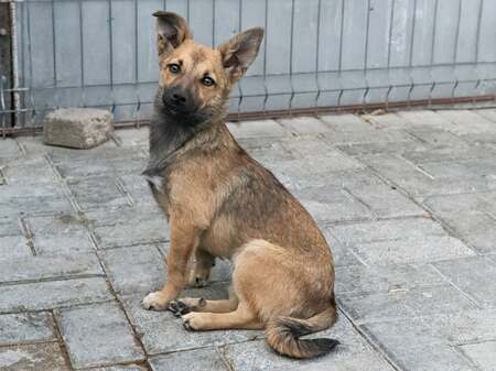 Adopter Bonnie