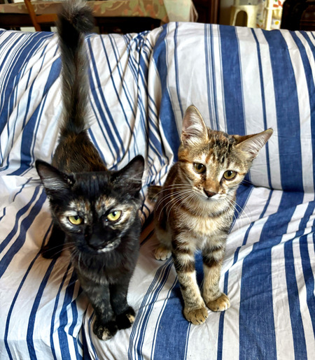Adopter Becky & Basilisse