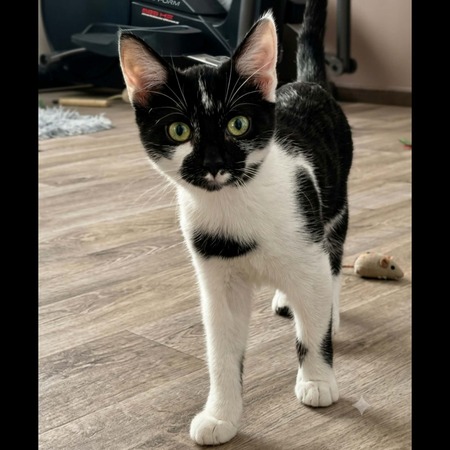 Adopter Brume