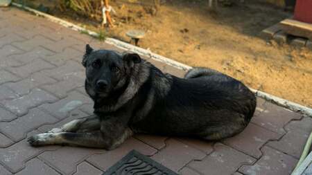 Adopter Zorya