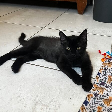 Adopter BONGO